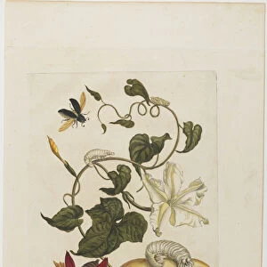 Red Beetle, White Morning Glory, 1705-71 (hand-coloured etching & engraving)