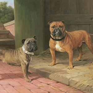 A Red Bulldog and Brindle Bulldog by a Barn (oil on canvas)