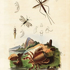 Red frog crab, snakefly and aquatic bug. 1824-1829 (engraving)