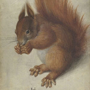 Red Squirrel, 1578 (w / c and gouache on parchment)