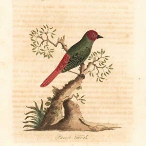 Red-throated parrotfinch, Eritrea psittacea (Parrot finch, Fringilla psittacea)