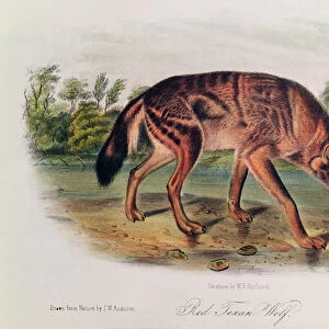 Red Wolf from Quadrupeds of North America, 1842-45 (hand coloured lithograph)