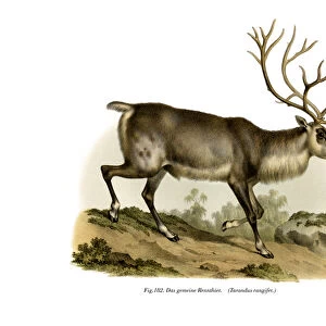 Reindeer, 1860 (colour litho)