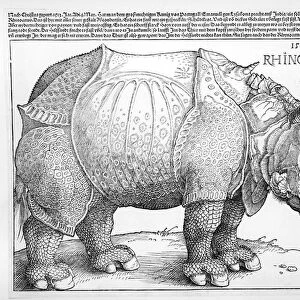 The Rhinoceros, 1515 (woodcut)