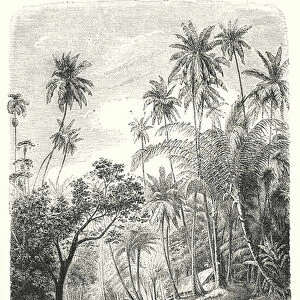 River Scene in the Interior of Ceylon (engraving)