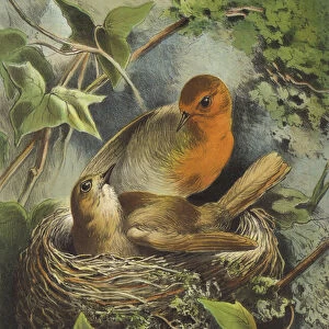 Robin and its nest (chromolitho)