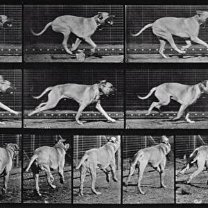 Running Dog, plate 707 from Animal Locomotion, 1887 (b / w photo)