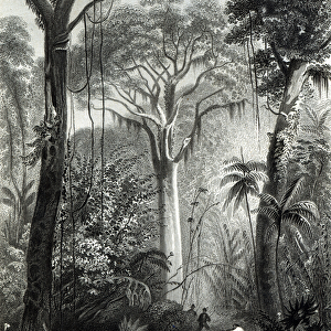 Scene in a Brazilian Forest engraved by J. Bishop (engraving) (b / w photo)