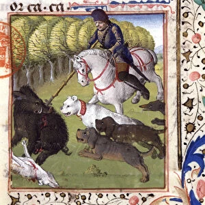Scene of hunting with a wild boar - in "Book of Hunting by Gaston Phoebus