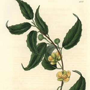 Schisandra has yellow flowers, native of Nepal - Water forte by S. Watts from an illustration by Sarah Anne Drake (1803-1857), from the Botanical Register, 1834, by Sydenham Edwards (1768-1819) - Magnolia vine