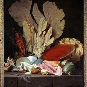 Sea Panaches Still Life with Shells. Painting by Anne Vallayer Coster (1744-1818
