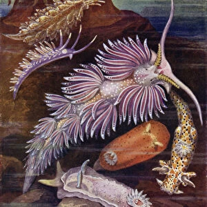 Sea Slugs (colour litho)