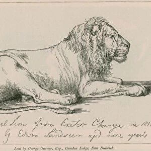 Senegal Lion from Exeter Change (engraving)