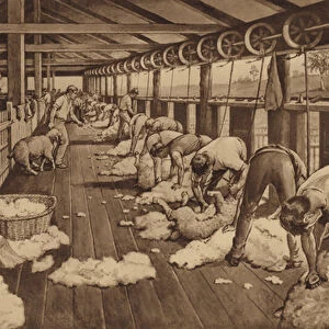 Sheep-shearing in Australia (litho)