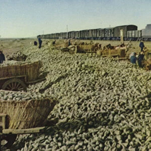 Shipping sugar beets to the Harbin Sugar Refinery, Peoples Republic of China, 1950s (colour photo)