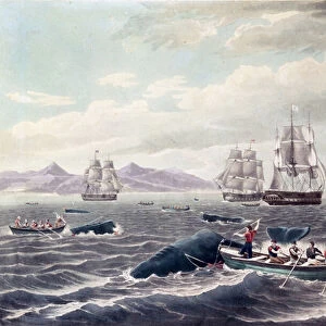 A Shoal of Sperm Whale, engraved by J. Hill, published 1838 (colour aquatint)
