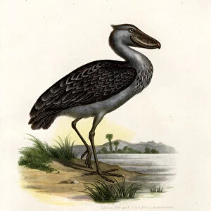 Shoebill, 1864 (colour litho)