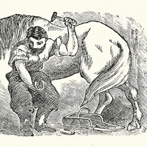 Shoeing a horse (engraving)