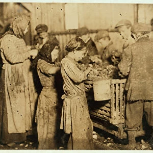 Shuckers aged about 10 opening oysters in the Varn & Platt Canning Company, Younges Island