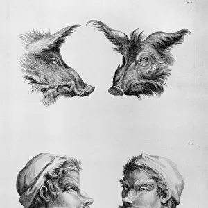 Similarities Between the Head of a Boar and a Man, from