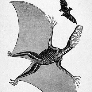Skeleton of pterodactyl and bat - in "The world before the creation of man"