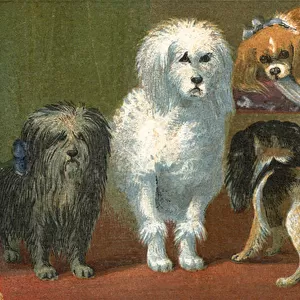 A Skye terrier, French poodle, two spaniels, Italian greyhound, and a pug dog