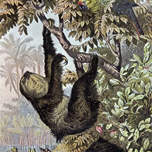 Sloth, 1884 (illustration)