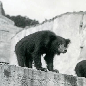 A Sloth Bear looks down from its enclosure in front of the Mappin Terraces, London Zoo
