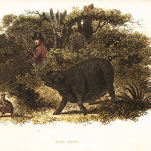 Slut, the female pig trained to be a pointer-dog or gun-dog by Richard Toomer, gamekeeper to Sir Henry Mildmay