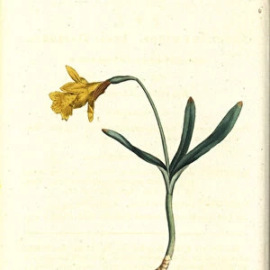 Small narcissus - Least daffodil, Narcissus pseudonarcissus subsp. minor (Narcissus minor). Handcolured copperplate engraving after a botanical illustration by James Sowerby from William Curtis The Botanical Magazine, Lambeth Marsh, London