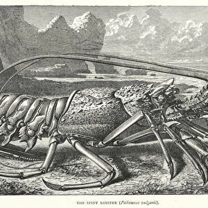 The Spiny Lobster, Palinurus vulgaris (engraving)