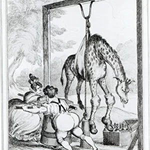 State of the Giraffe, 1829 (engraving) (b / w photo)
