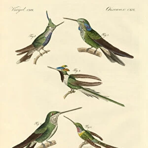 Strange hummingbirds (coloured engraving)
