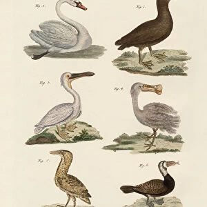 Strange water birds (coloured engraving)