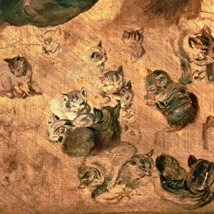 Study of cats, 1616 (oil on panel) (detail of 65879)