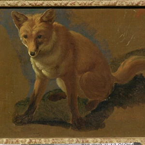 Study of a Fox (oil on panel)