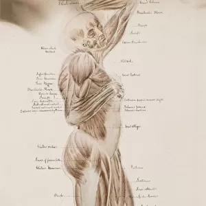 Study [Human muscles (captioned)], c. 1884 (wash drawing)