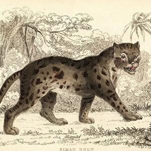Sunda leopard cat, Prionailurus bengalensis subsp. sumatranus. 1834 (engraving)