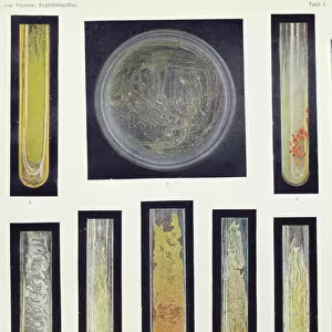 Syphilus Bacillus, from a book by Max von Niessen, Leipzig, 1908 (colour litho)