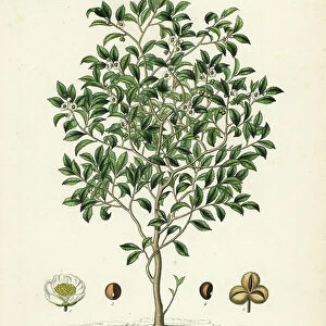 Tea tree or tea plant, Camellia sinensis, Thea sinensis