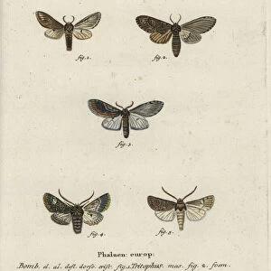 Three-humped prominent, olive moth and turnip moth