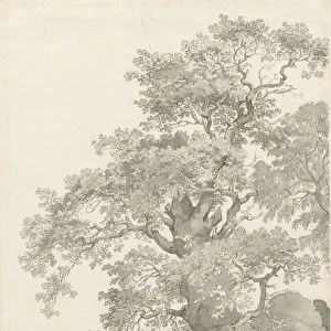 Tixall - Oak Tree: pen and wash drawing, 1837 (drawing)