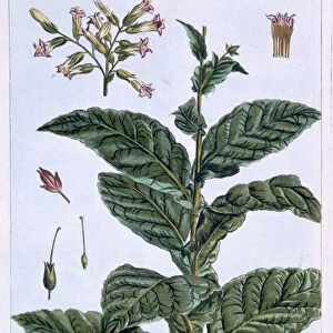 Tobacco plant, plate 7, from Collection Precieuse et Enluminee
