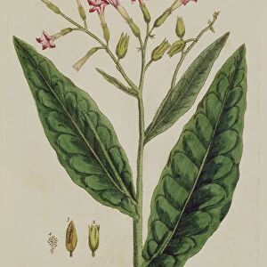 Tobacco, plate 146 from A Curious Herbal, published 1782 (colour engraving)