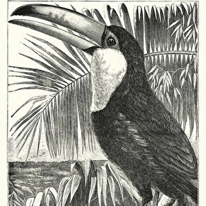 The toucan (engraving)