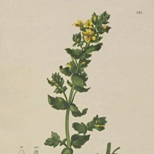 Tozzia (Tozzia alpina) (colour litho)