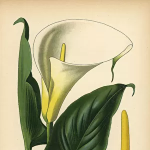Trumpet lily, arum lily or Calla lily, Zantedeschia aethiopica (Richardia africana). Chromolithograph from an illustration by Desire Bois from Edward Steps Favourite Flowers of Garden and Greenhouse, Frederick Warne, London, 1896