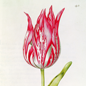 Tulip, from La Guirlande de Julie, c. 1642 (w / c on paper)