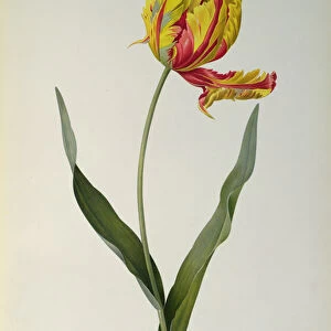 Tulipa gesneriana dracontia, from Les Liliacees, 1816 (coloured engraving)