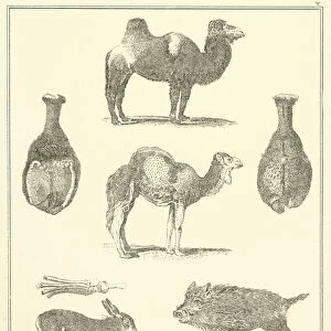 Unclean Animals (engraving)